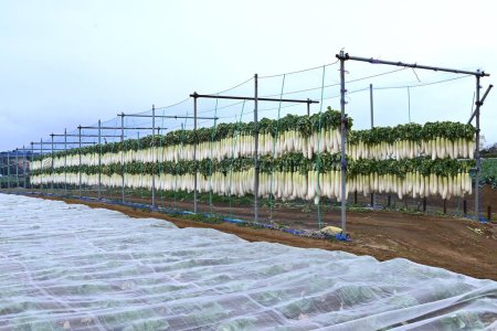 A view of daikon radish being dried to make pickled daikon radish. Pickled daikon radish is a pickled dish called 'Takuan' in Japan.