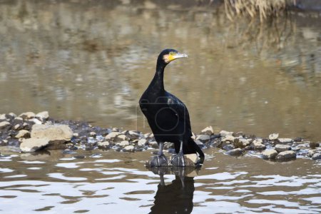 Great cormorant ( Phalacrocorax carbo ). A black water bird that captures fish underwater, carries them to the surface, and swallows them.