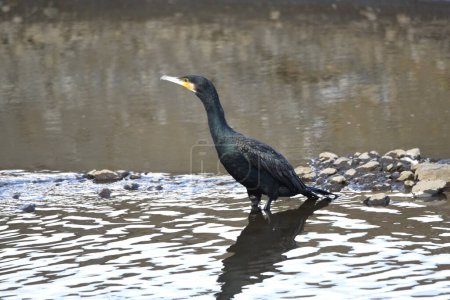 Great cormorant ( Phalacrocorax carbo ). A black water bird that captures fish underwater, carries them to the surface, and swallows them.