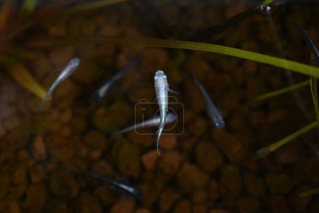 Japanese killifish swimming in an aquarium. Like goldfish, it is popular as an ornamental fish because it is easy to raise.