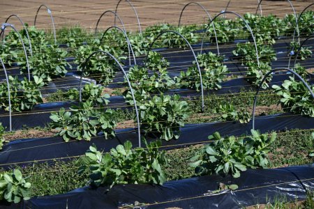 Fava-Bohnen-Anbau. Nährstoffreiches und gesundes Gemüse aus Fabaceae. Samen werden im Oktober ausgesät und im Mai des folgenden Jahres geerntet.