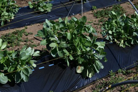Fava-Bohnen-Anbau. Nährstoffreiches und gesundes Gemüse aus Fabaceae. Samen werden im Oktober ausgesät und im Mai des folgenden Jahres geerntet.