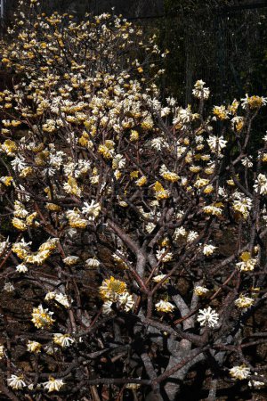  Fleurs orientales en papierbrousse. Thymelaeaceae arbuste caduc. Il fleurit de fleurs jaunes au printemps, et son écorce est utilisée comme matière première pour le papier japonais et les billets de banque.