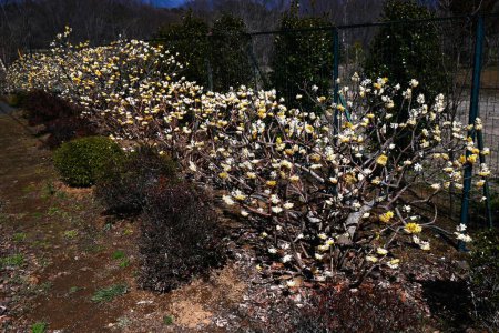  Fleurs orientales en papierbrousse. Thymelaeaceae arbuste caduc. Il fleurit de fleurs jaunes au printemps, et son écorce est utilisée comme matière première pour le papier japonais et les billets de banque.