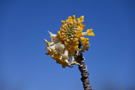  Orientalische Papierbuschblumen. Thymelaeaceae Laubbaum. Sie blüht im Frühling in gelben Blüten, und ihre Rinde wird als Rohstoff für japanisches Papier und Banknoten verwendet..