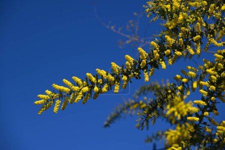 Blüten der Cootamundra (Akazie baileyama). Fabaceae immergrüner Baum aus Australien. Blüht viele gelbe Blumen im Frühling.