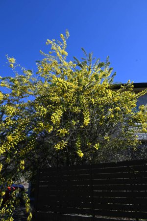 Blüten der Cootamundra (Akazie baileyama). Fabaceae immergrüner Baum aus Australien. Blüht viele gelbe Blumen im Frühling.
