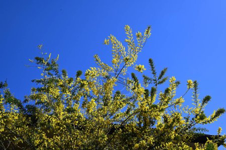 Cootamundra wattle (Acacia baileyama) flores. Fabaceae árbol perenne nativo de Australia. Florece muchas flores amarillas en primavera.