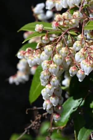 Fleurs japonaises androméda. Ericaceae arbuste à feuilles persistantes. Floraison de nombreuses fleurs blanches ou roses en forme d'urne au printemps. C'est une plante toxique contenant de l'acénodoxine.