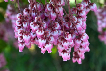Japanische Andromeda-Blüten. Ericaceae immergrüner Strauch. Im Frühjahr blühen zahlreiche urnenförmige weiße oder rosa Blüten. Es ist eine giftige Pflanze, die Acevodoxin enthält.