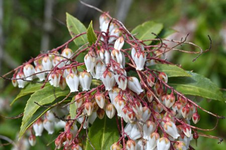 Japanische Andromeda-Blüten. Ericaceae immergrüner Strauch. Im Frühjahr blühen zahlreiche urnenförmige weiße oder rosa Blüten. Es ist eine giftige Pflanze, die Acevodoxin enthält.