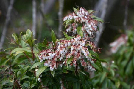 Fleurs japonaises androméda. Ericaceae arbuste à feuilles persistantes. Floraison de nombreuses fleurs blanches ou roses en forme d'urne au printemps. C'est une plante toxique contenant de l'acénodoxine.