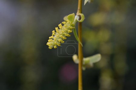 Verde fresco y flores masculinas de sauce llorón. Salicaceae Árbol caducifolio dioico. El período de floración es de marzo a abril.