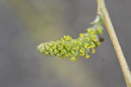 Verde fresco y flores masculinas de sauce llorón. Salicaceae Árbol caducifolio dioico. El período de floración es de marzo a abril.