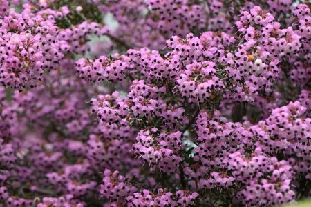Ericaceae immergrüner Strauch aus Südafrika. Blüht von Winter bis Frühjahr viele rosafarbene topfformige Blüten.