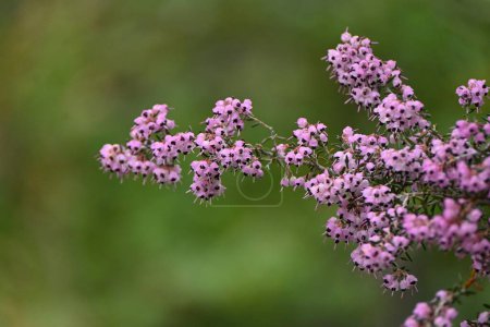 Ericaceae immergrüner Strauch aus Südafrika. Blüht von Winter bis Frühjahr viele rosafarbene topfformige Blüten.