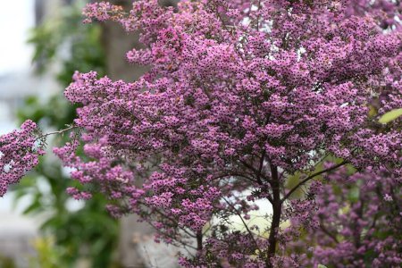 Flores de brezal canalizadas.Ericaceae arbusto siempreverde nativo de Sudáfrica.Florece muchas flores en forma de maceta rosa desde el invierno hasta la primavera.