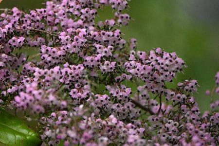 Flores de brezal canalizadas.Ericaceae arbusto siempreverde nativo de Sudáfrica.Florece muchas flores en forma de maceta rosa desde el invierno hasta la primavera.