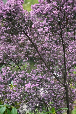 Foto de Flores de brezal canalizadas.Ericaceae arbusto siempreverde nativo de Sudáfrica.Florece muchas flores en forma de maceta rosa desde el invierno hasta la primavera. - Imagen libre de derechos