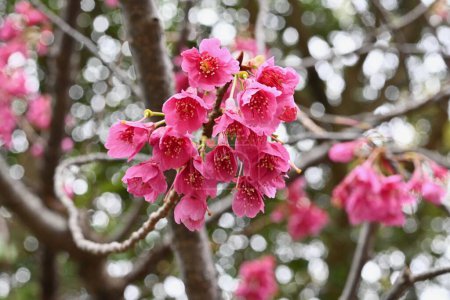 Taiwan-Kirschblüten. Rosaceae Laubbaum. Dunkelrosa glockenförmige Blüten blühen vom Winter bis zum Frühling.