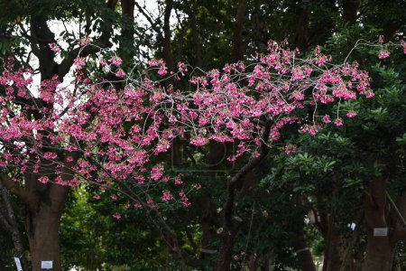 Taiwan cherry blossoms. Rosaceae deciduous flower tree. Dark pink bell-shaped flowers bloom downwards from winter to spring.