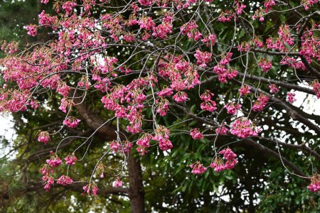 Flores de cerezo de Taiwán. Rosaceae árbol de flores de hoja caduca. Flores de color rosa oscuro en forma de campana florecen hacia abajo desde el invierno hasta la primavera.