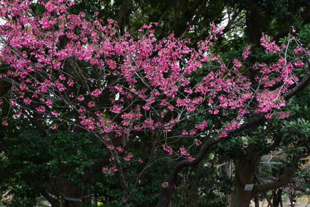Taiwan cherry blossoms. Rosaceae deciduous flower tree. Dark pink bell-shaped flowers bloom downwards from winter to spring.