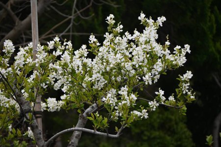 Blüten des Gewöhnlichen Perlbuschs (Exochorda racemosa). Rosaceae Laubbaum. Blütezeit von April bis Mai.