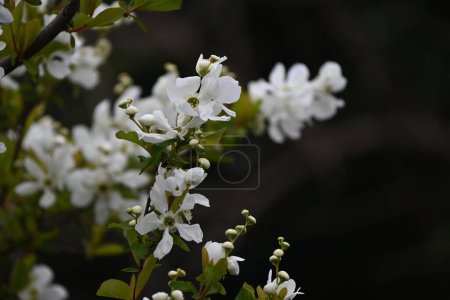 Common pearlbush ( Exochorda racemosa ) flowers. Rosaceae deciduous shrub. Blooms white flowers from April to May.