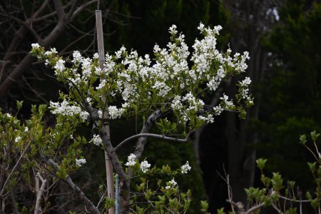 Flores de perla común (Exochorda racemosa). Rosaceae arbusto caducifolio. Florece flores blancas de abril a mayo.