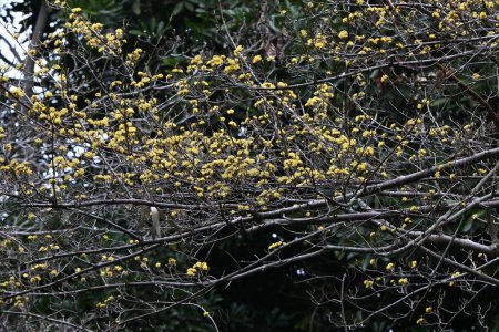 Japanische Kornelkirsche (Cornus officinalis) blüht. Cornaceae Laubbaum. Gelbe Blumen blühen im Frühling und rote Beeren im Herbst.