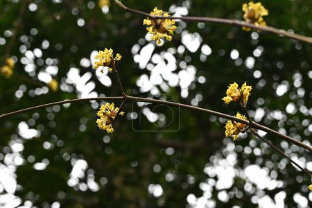 Cornel japonais (Cornus officinalis) fleurs. Cornaceae arbre à feuilles caduques. Fleurs jaunes fleurissent au printemps et baies rouges en automne.