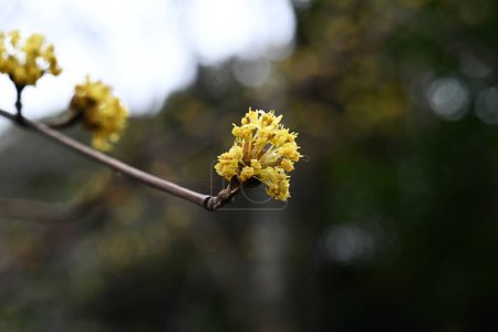 Cornel japonés (Cornus officinalis) flores. Cornaceae árbol caducifolio. Flores amarillas florecen en primavera y bayas rojas en otoño.