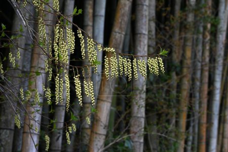 Foto de Flores tempranas de spiketail. Arbusto caducifolio dioico. Picos de flores caídas en primavera. - Imagen libre de derechos