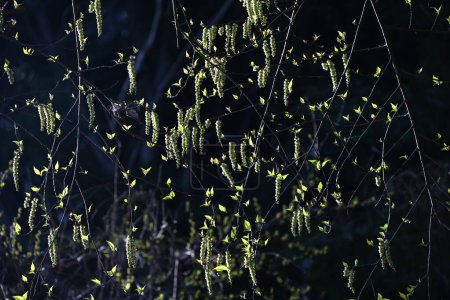 Flores tempranas de spiketail. Arbusto caducifolio dioico. Picos de flores caídas en primavera.