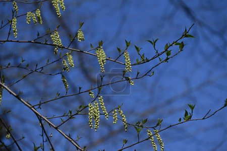 Flores tempranas de spiketail. Arbusto caducifolio dioico. Picos de flores caídas en primavera.