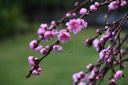 Blüten des Hanapfirsichs (Prunus persica). Rosaceae Laubbaum. Blütezeit ist von März bis April.