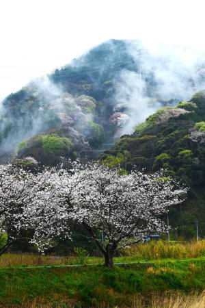 Japan-Rundreise. Kirschblüten blühen in voller Blüte an einem regnerischen Tag. Saisonbedingtes Hintergrundmaterial.