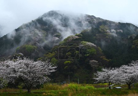 Viaje turístico a Japón. Flores de cerezo en plena floración en un día lluvioso. Material de fondo estacional.