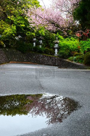 Japan sightseeing trip. Cherry blossoms in full bloom on a rainy day. Seasonal background material.