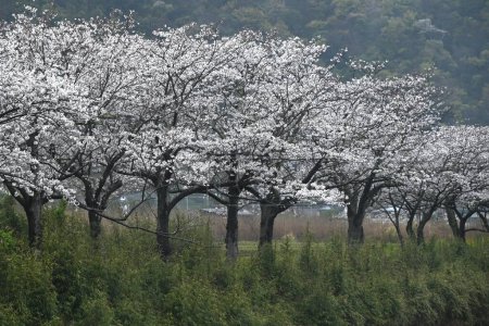 Viaje turístico a Japón. Flores de cerezo en plena floración en un día lluvioso. Material de fondo estacional.