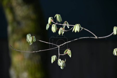 Quercus serrata jeunes feuilles. Fagaceae arbre à feuilles caduques.