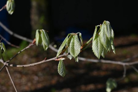 Quercus serrata junge Blätter. Laubbaum der Fagaceae.