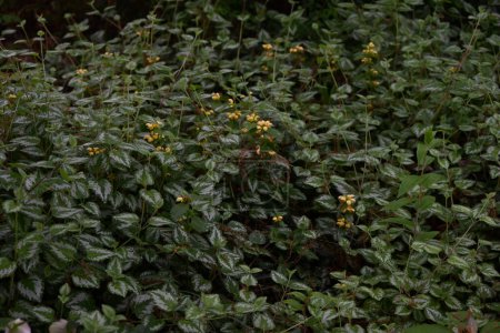 Lamium galeobdolon blüht. Lamiaceae mehrjährige Pflanzen. Blüht gelbe Blüten vom Frühling bis zum Frühsommer und wird als Bodendecker verwendet.