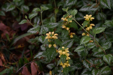 Lamium galeobdolon flowers. Lamiaceae perennial plants.Blooms yellow flowers from spring to early summer and is used as a ground cover.
