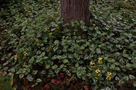 Flores de Lamium galeobdolon. Lamiaceae plantas perennes. Florece flores amarillas desde la primavera hasta principios de verano y se utiliza como una cubierta de tierra.