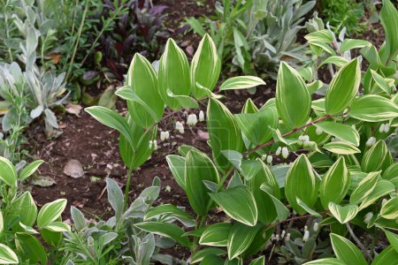  Solomons seal flowers. Asparagaceae perennial plants. White pot-shaped flowers bloom in the spring. The young shoots and rhizomes are edible and used in herbal medicine.