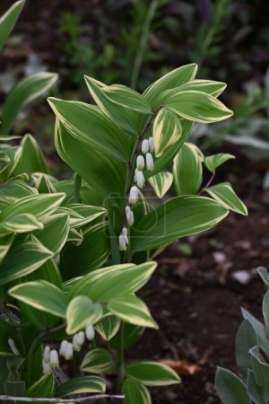  Solomons seal flowers. Asparagaceae perennial plants. White pot-shaped flowers bloom in the spring. The young shoots and rhizomes are edible and used in herbal medicine.