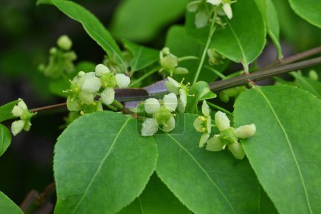 Winged spindle flowers. Small pale yellow-green four-petaled flowers bloom in early summer. One of the world's three major autumn-foliage trees.