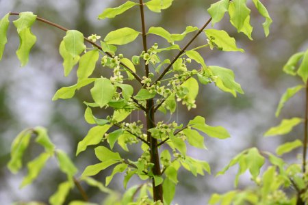 Flores de husillo aladas. Pequeñas flores de cuatro pétalos de color amarillo-verde pálido florecen a principios de verano. Uno de los tres árboles de follaje otoñal más importantes del mundo.